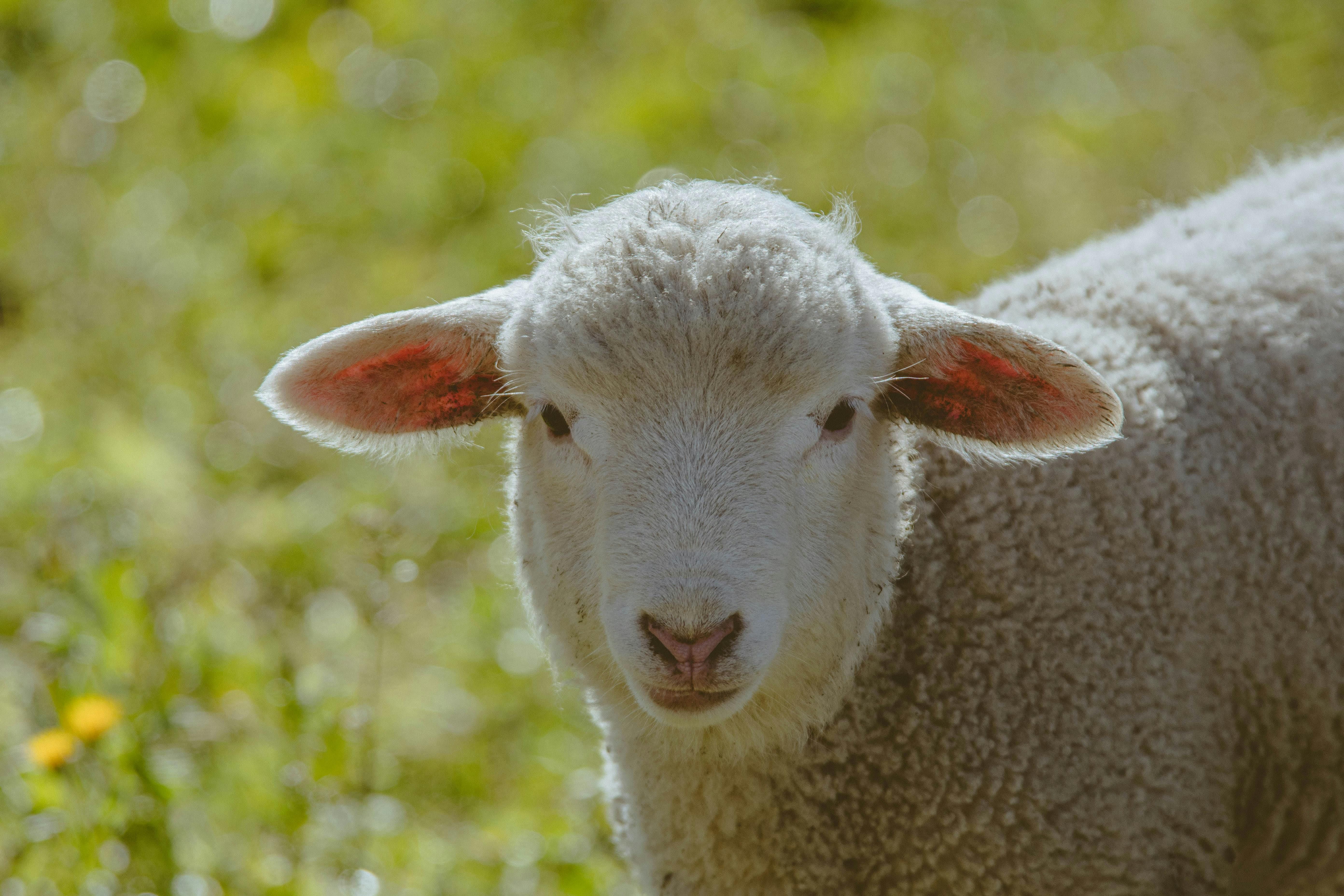 Pexels Cacito 15660466