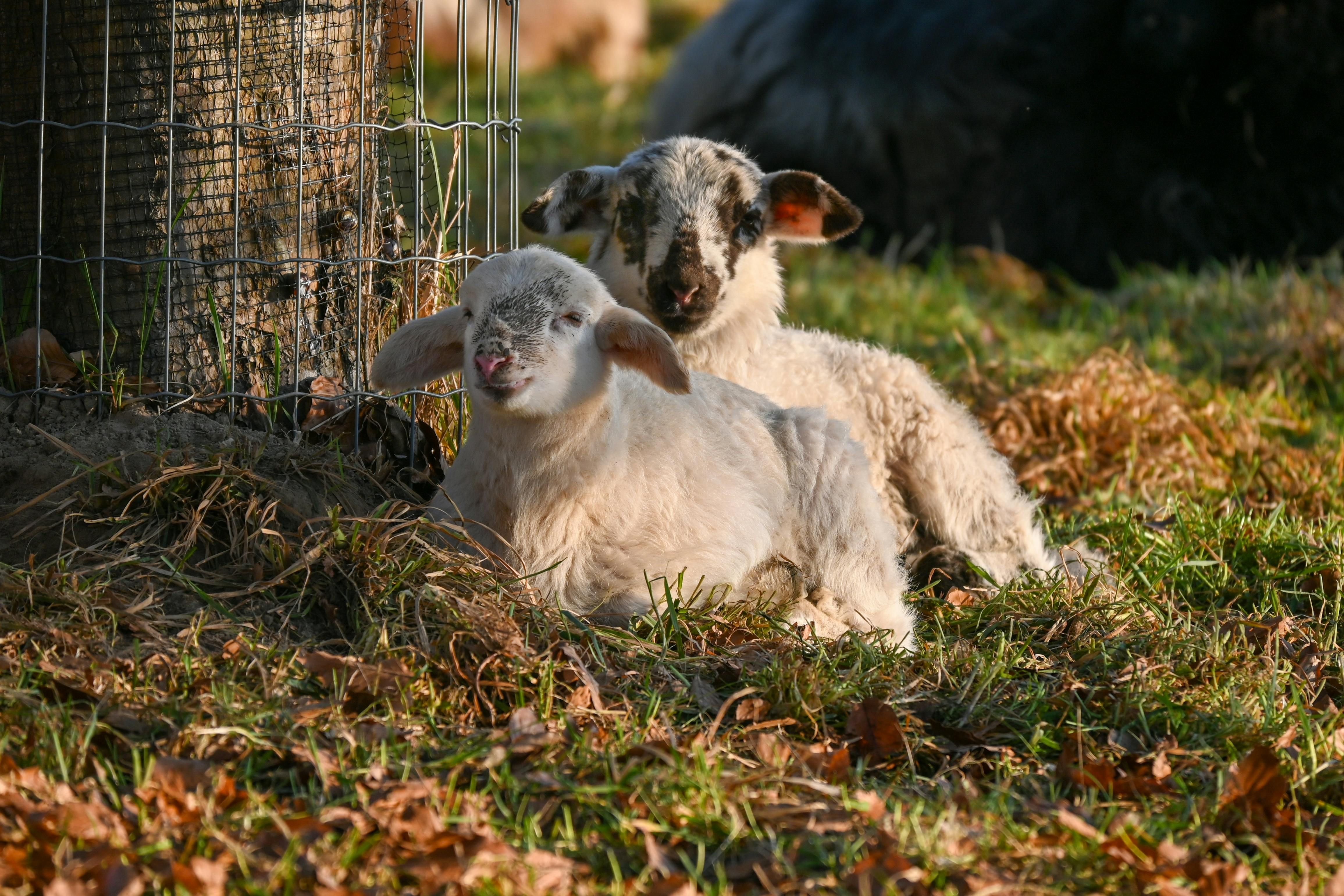 Pexels Lorna Pauli 1320744316 31507576